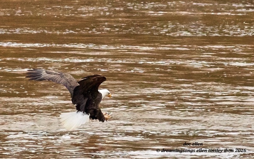 WALK9127 02-08-16 @ 16-15-12 Haw eagle fishing