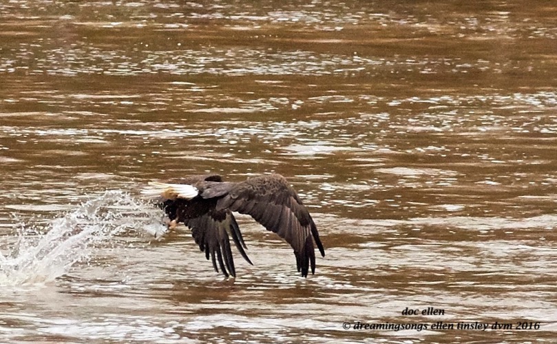 WALK9130 02-08-16 @ 16-15-13 Haw eagle fishing