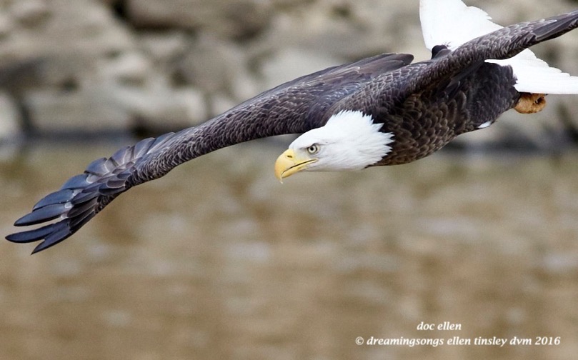 WALK9428 02-10-16 @ 15-59-15 Haw eagle fishing 1
