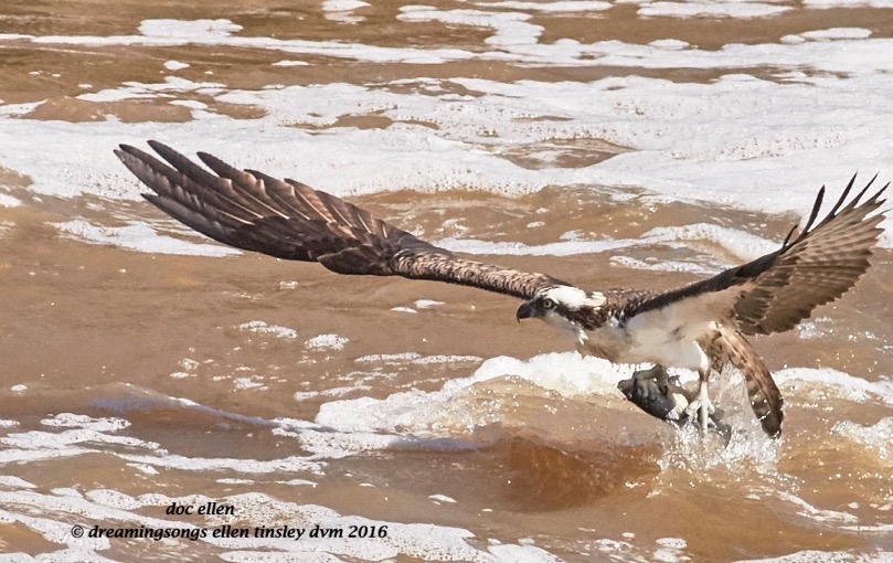 Osprey