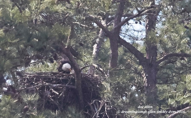 WALK0842 03-14-16 @ 15-22-30 New Hope 03-14-16 @ 15-22-30 Haw