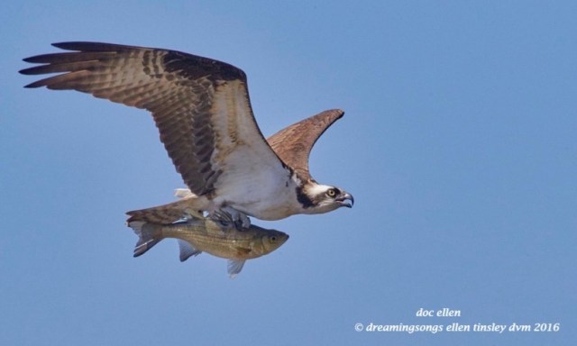 WALK2214 03-17-16 @ 12-50-31 Pea Ridge 03-17-16 @ 12-50-31 Haw