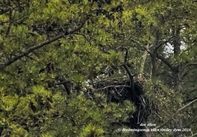 WALK2371 03-19-16 @ 08-19-38 New Hope 03-19-16 @ 08-19-38 Haw 1