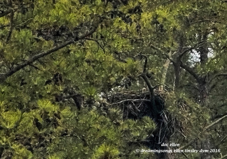 WALK2371 03-19-16 @ 08-19-38 New Hope 03-19-16 @ 08-19-38 Haw 1