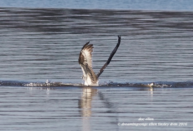 WALK2863 03-22-16 @ 09-12-28 Pea Ridge