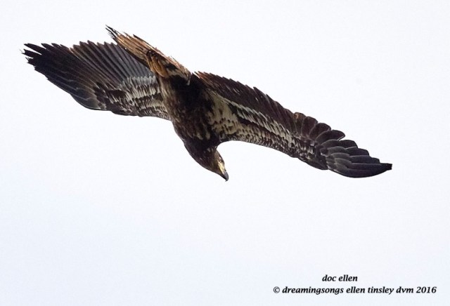 WALK3999 03-25-16 @ 09-33-47 Pea Ridge 2 yo Ebenezer