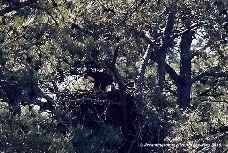 WALK5151 03-29-16 @ 16-07-52 New Hope  Quizzical 7 weeks 1