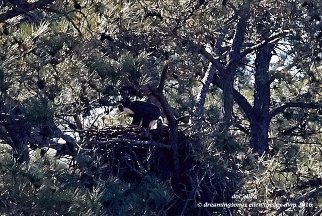WALK5151 03-29-16 @ 16-07-52 New Hope  Quizzical 7 weeks 1
