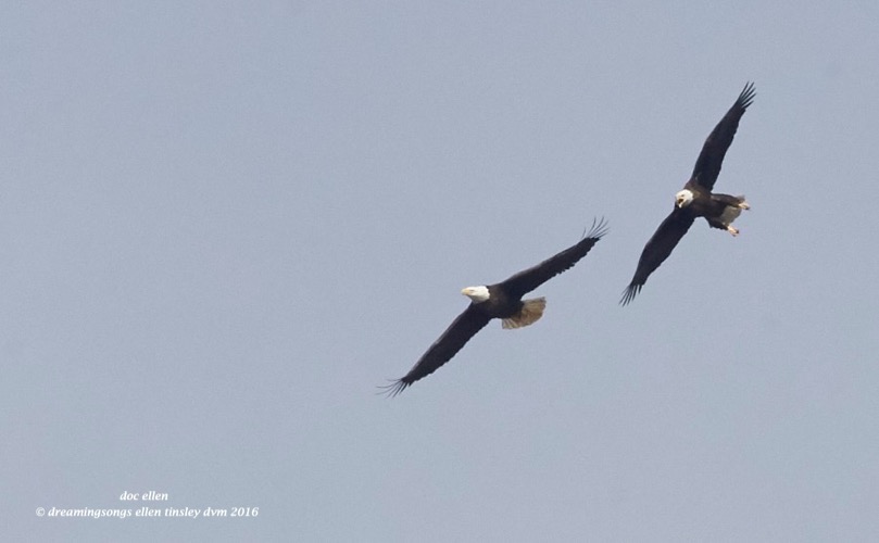 WALK7459 03-05-16 @ 11-29-53 New Hope 03-05-16 @ 11-29-53 Haw