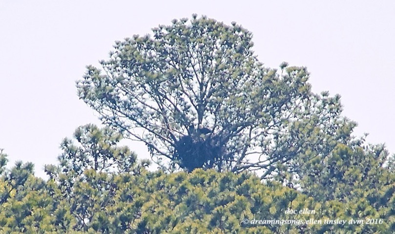 IMG_6007 04-18-16 @ 09-49-12 McCoy Rd Mccoy 4:18:16