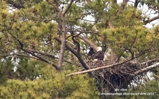 IMG_6172 04-28-16 @ 08-46-47 Pea RidgeBig Chick and Godiva