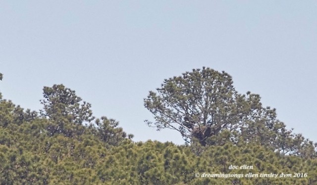 WALK0036 04-16-16 @ 15-42-58 McCoy Rd Mccoy parent 4:16:16