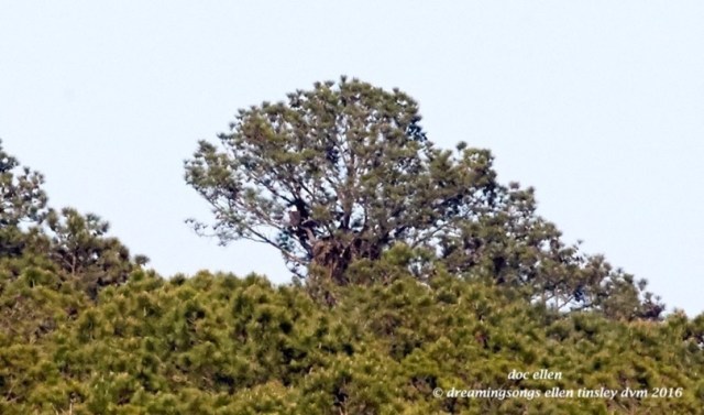 WALK0123 04-17-16 @ 17-33-17 McCoy Rd Mccoy 4:17:16