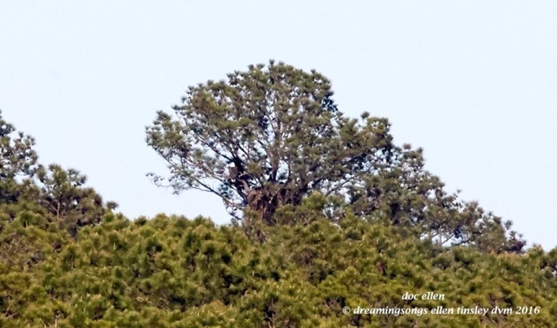 WALK0123 04-17-16 @ 17-33-17 McCoy Rd Mccoy 4:17:16