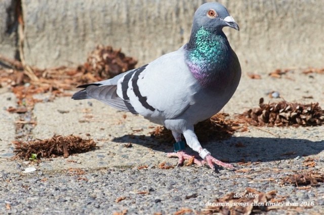 WALK1393 04-26-16 @ 10-37-14 Pea Ridge lost pigeon