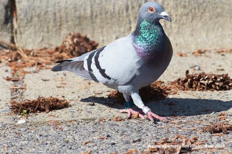 WALK1393 04-26-16 @ 10-37-14 Pea Ridge lost pigeon