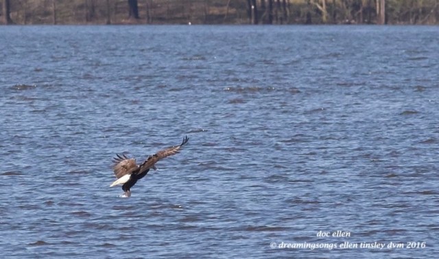 WALK5143 03-29-16 @ 16-01-57 New Hope Kate & Quiz