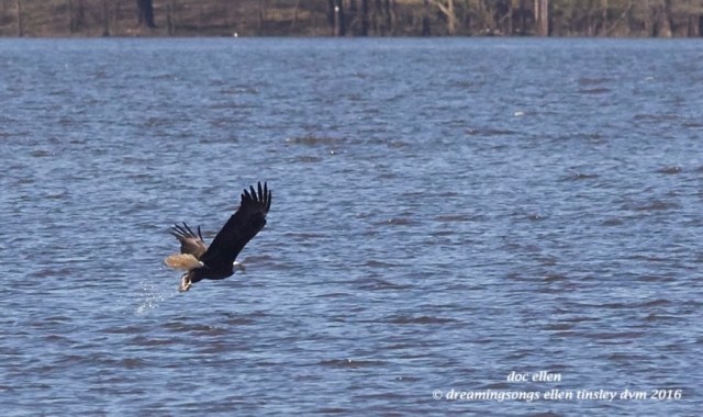 WALK5144 03-29-16 @ 16-01-58 New Hope Kate & Quiz