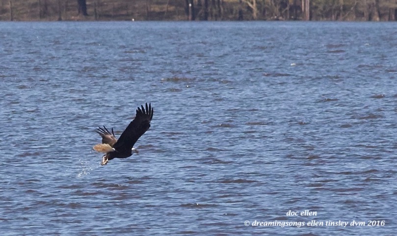 WALK5144 03-29-16 @ 16-01-58 New Hope Kate & Quiz