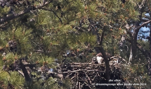 WALK7080 04-04-16 @ 12-12-24 New Hope Quiz and Kate