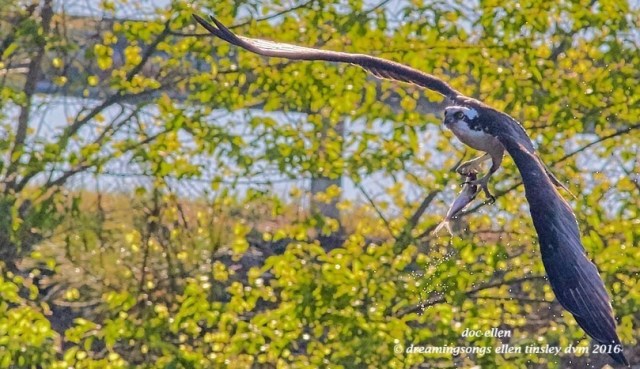 WALK8132 04-08-16 @ 08-58-35 Pea Ridge osprey and fish