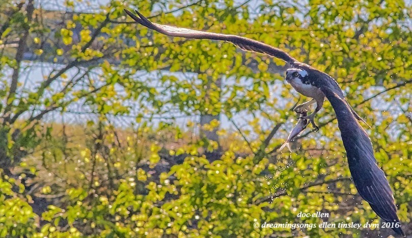WALK8132 04-08-16 @ 08-58-35 Pea Ridge osprey and fish