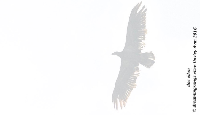 WALK8852 04-11-16 @ 11-43-38 Pea Ridge Godiva and 2 yo