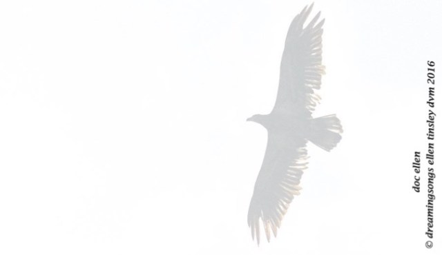 WALK8852 04-11-16 @ 11-43-38 Pea Ridge Godiva and 2 yo