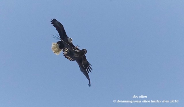 WALK8887 04-11-16 @ 11-44-19 Pea Ridge  Godiva and 2 yo