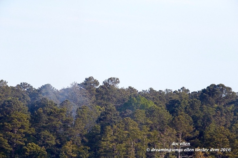 WALK9956 04-16-16 @ 08-36-33 McCoy Rd nest smoke 1