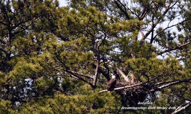 IMG_6386 05-08-16 @ 09-13-06 Pea Ridge Godiva & Big Chick