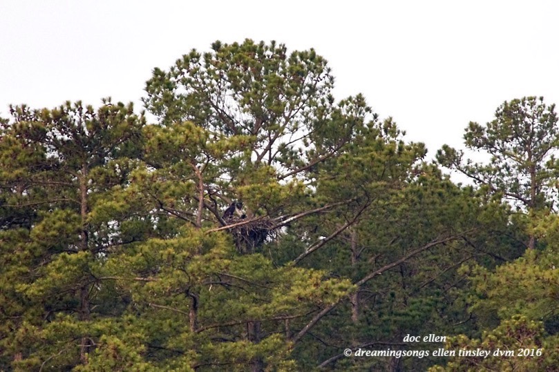 IMG_6397 05-09-16 @ 06-05-40 Pea Ridge Big & Little Chick