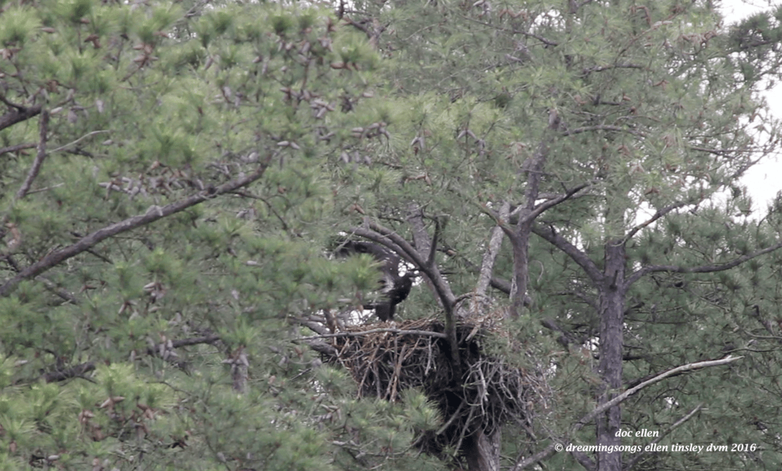 Screen Shot 2016-05-03 at 7.44.23 PM