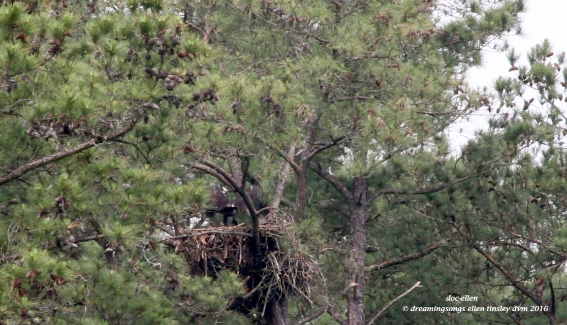 Screen Shot 2016-05-12 at 6.26.40 AM