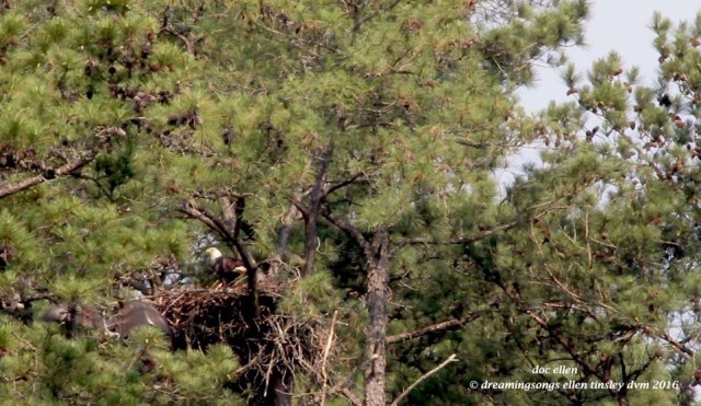 Screen Shot 2016-05-26 at 9.35.15 PM