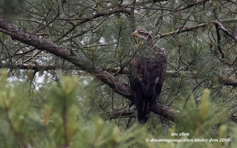WALK2567 04-30-16 @ 13-52-11 New Hope 3yo skulker eagle