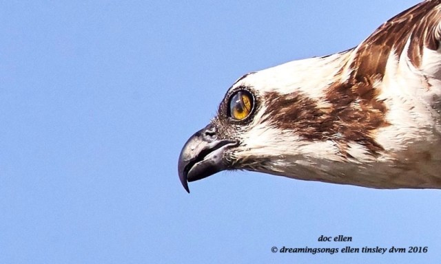 WALK4990 05-16-16 @ 08-17-31 Pea Ridge osprey eye