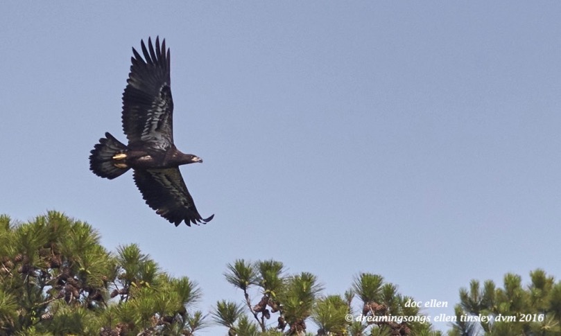 WALK6447 05-26-16 @ 10-06-32 New Hope Quizzical