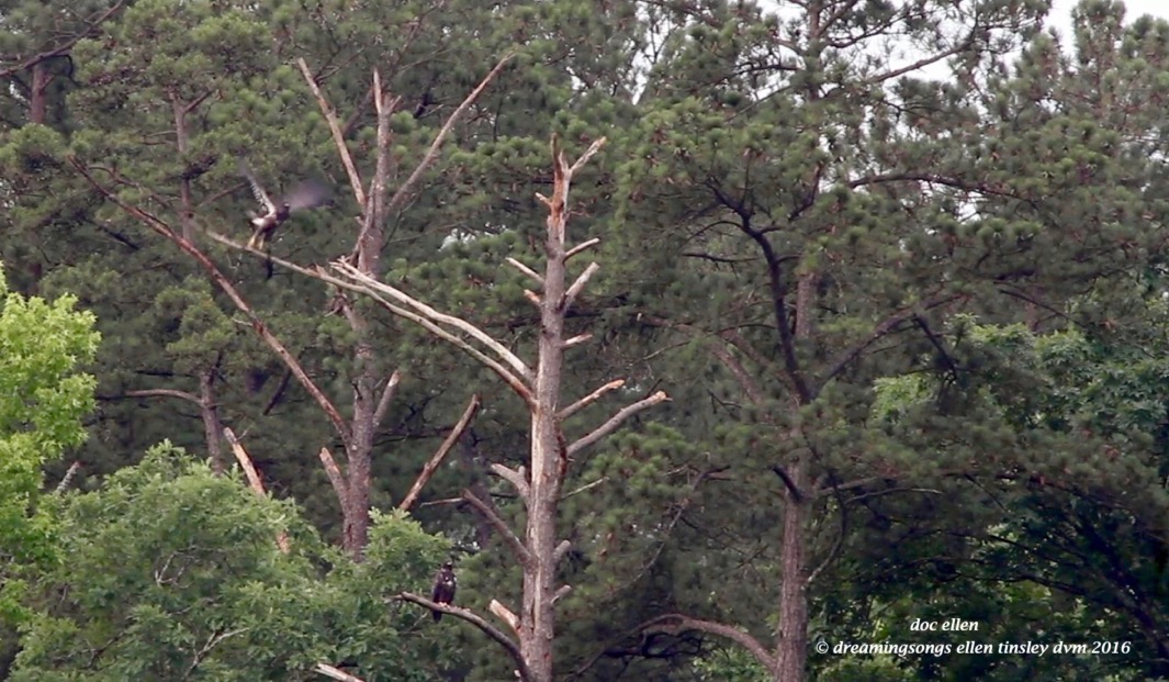 Screen Shot 2016-06-01 at 7.38.44 PM