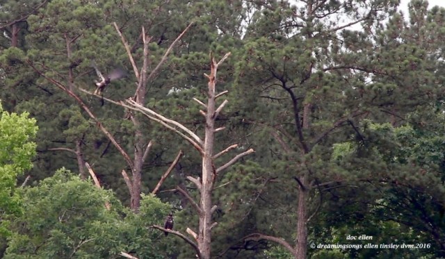 Screen Shot 2016-06-01 at 7.38.44 PM