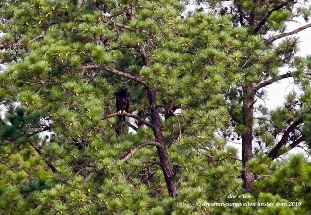 Screen Shot 2016-06-23 at 7.39.00 AM (1)