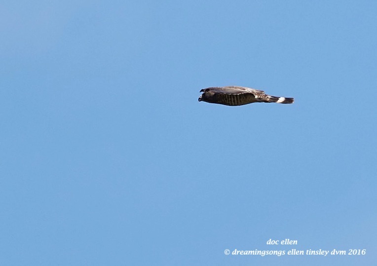 WALK0234 06-14-16 @ 13-54-24 Anderson Park broad-winged hawk