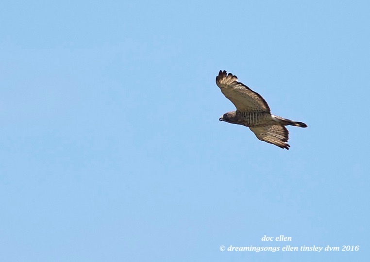 WALK0239 06-14-16 @ 13-54-25 Anderson Park broad-winged hawk