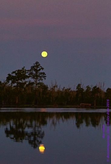 WALK0436 06-20-16 @ 05-39-59 Mattamuskeetsummer soltice full moon