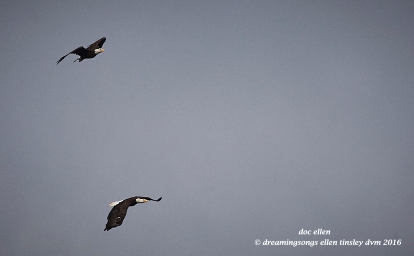 WALK8411 06-06-16 @ 08-41-44 Pea Ridge Hershey & intruder