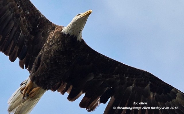 WALK8425 06-06-16 @ 08-41-56 Pea Ridge Hershey & intruder