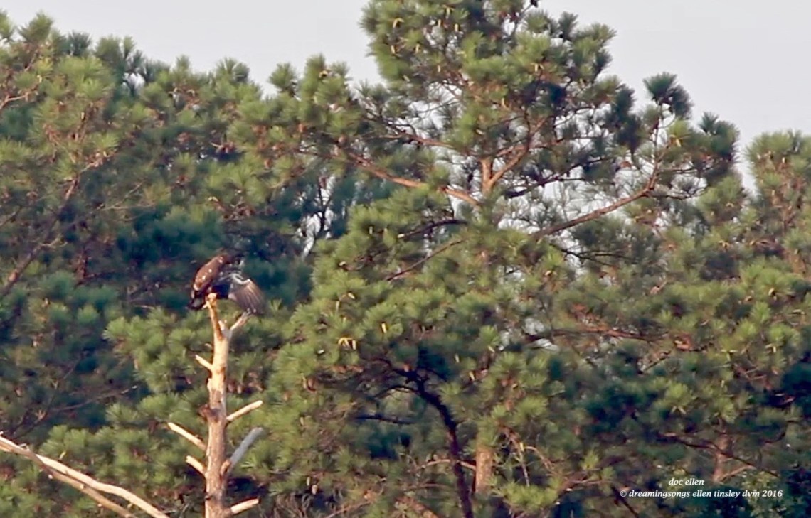 Screen Shot 2016-07-25 at 7.31.08 PM