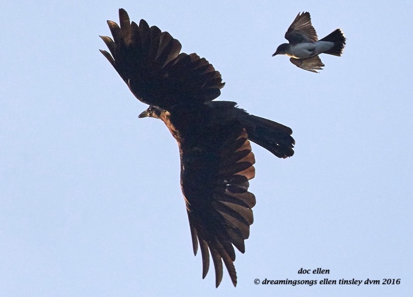 WALK2553 07-15-16 @ 06-53-43 Ebenezercrow and kingbird chase
