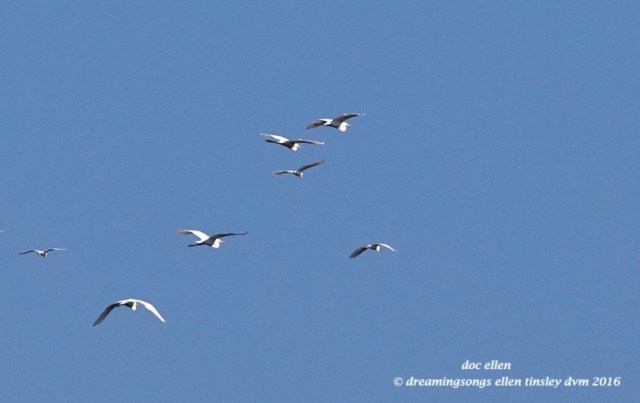 WALK3088 07-19-16 @ 09-31-34 Ebenezergreat egret snowy egret