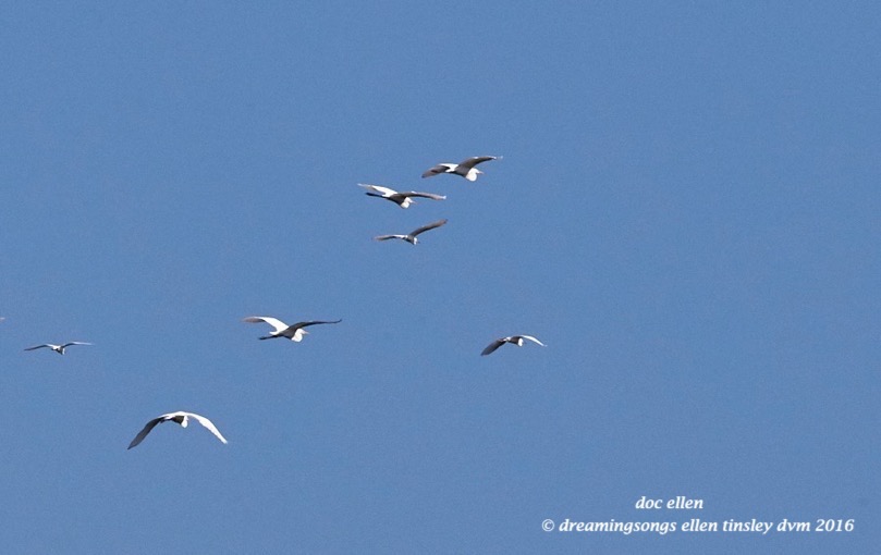 WALK3088 07-19-16 @ 09-31-34 Ebenezergreat egret snowy egret